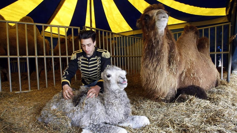 Im Circus Aeros: Justin Schmidt mit Kamelen (Archivbild).