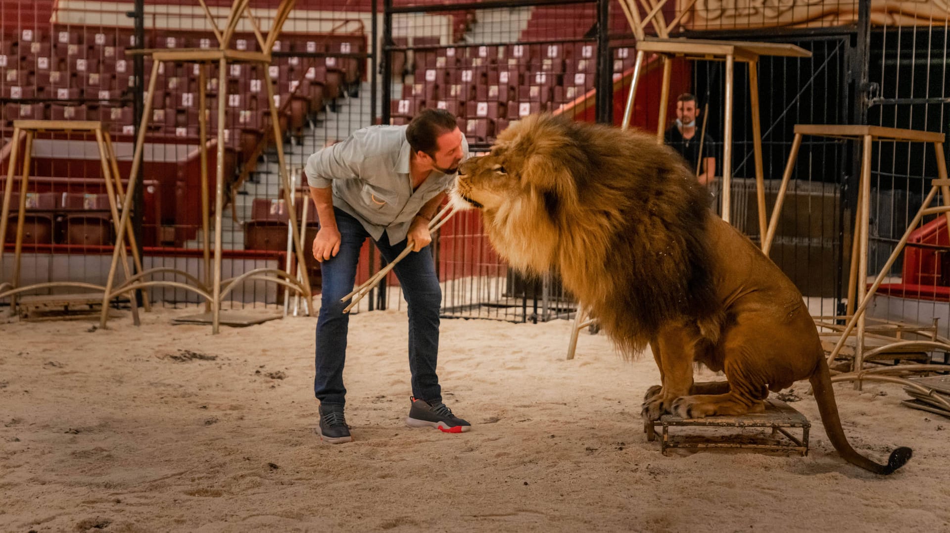 Einblick ins Raubtiertraining: Beim Circus Krone in München konnte man ab dem Sommer bei den Raubtierproben mit Dompteur Martin Lacey jr. dabei sein.