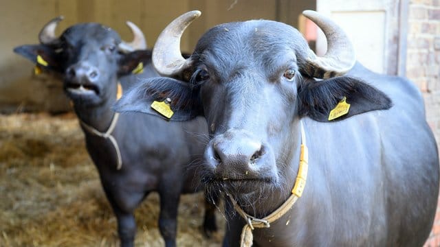 Schwarze Wasserbüffel: Auf Rügen überlebte ein Büffel den Zusammenstoß mit einem Auto nicht.