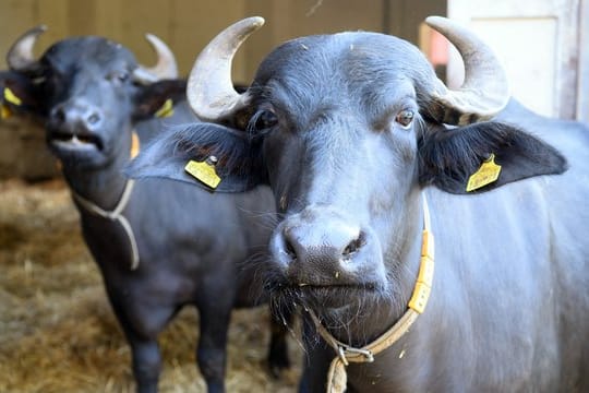 Schwarze Wasserbüffel: Auf Rügen überlebte ein Büffel den Zusammenstoß mit einem Auto nicht.