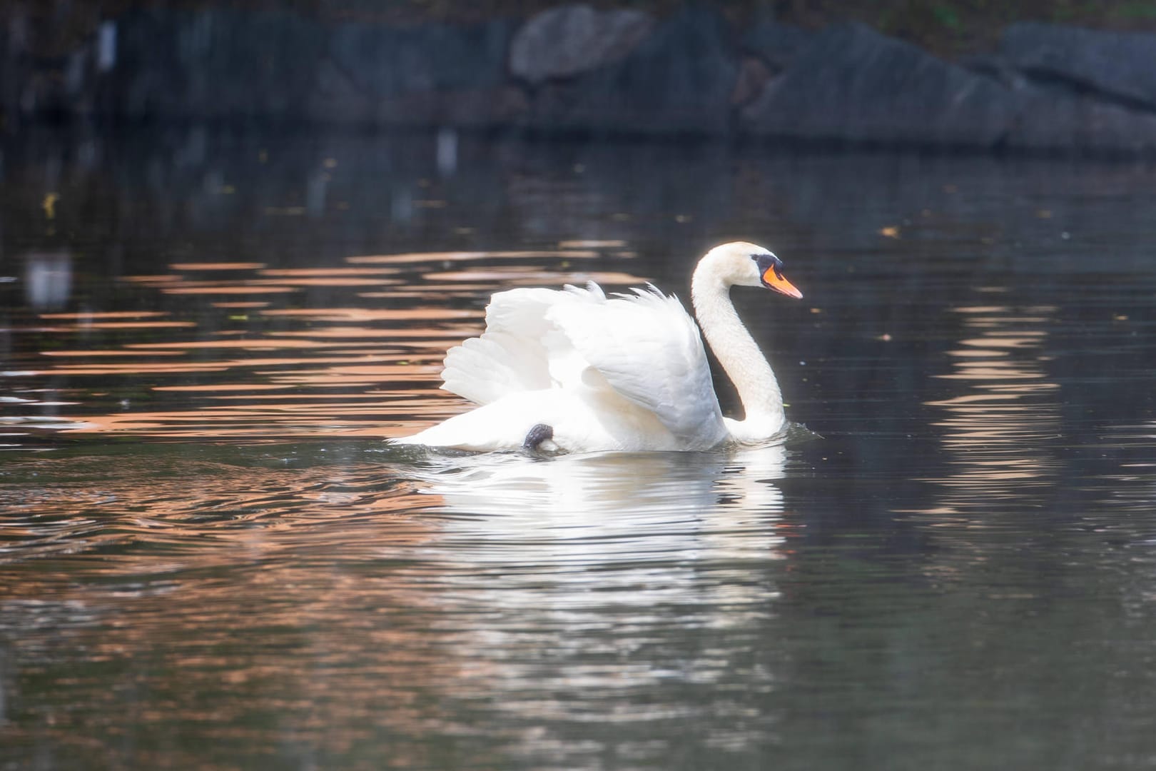 Schwan auf dem Wasser (Archivbild): Ein Vogel hatte sich auf die Autobahn verirrt.