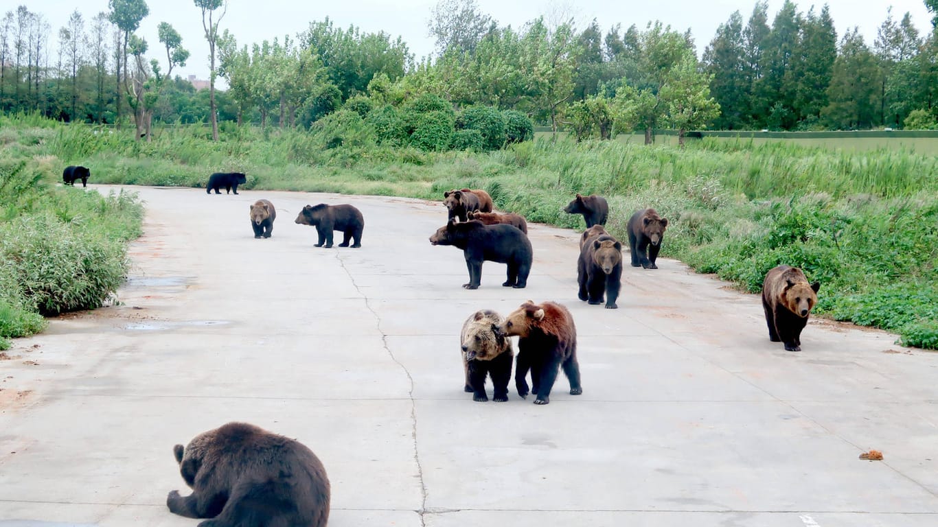 Bären im Wildpark Shanghai: Acht der Tiere haben jetzt einen Wärter getötet.