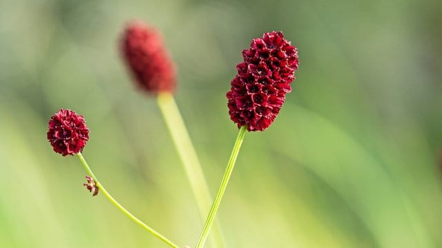 Blume des Jahres 2021: Mit der Auswahl der Blume soll für die Erhaltung des schonend genutzten Grünlands geworben werden.