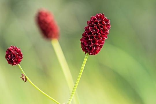 Blume des Jahres 2021: Mit der Auswahl der Blume soll für die Erhaltung des schonend genutzten Grünlands geworben werden.