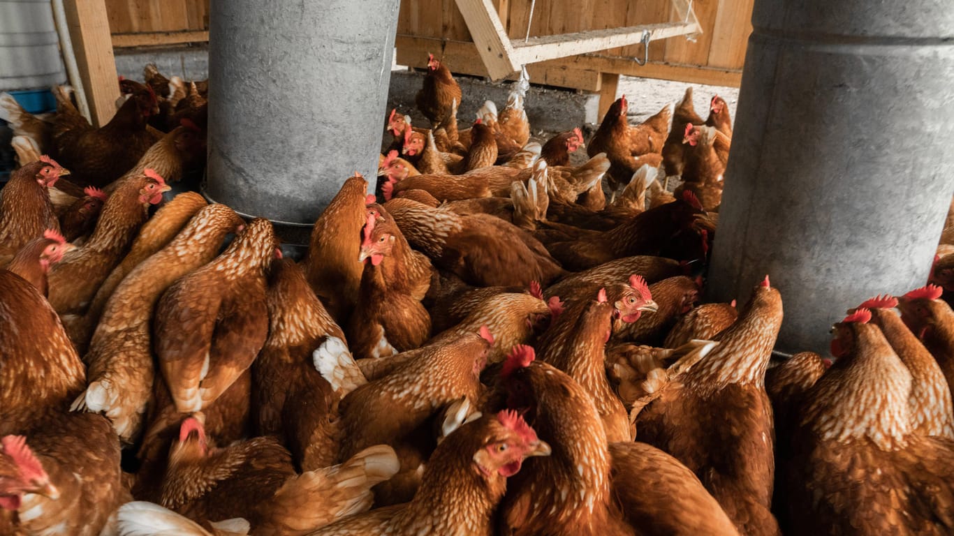 Mecklenburg-Vorpommern: Zehntausende Hühner sind nach einem Einbruch gestorben.