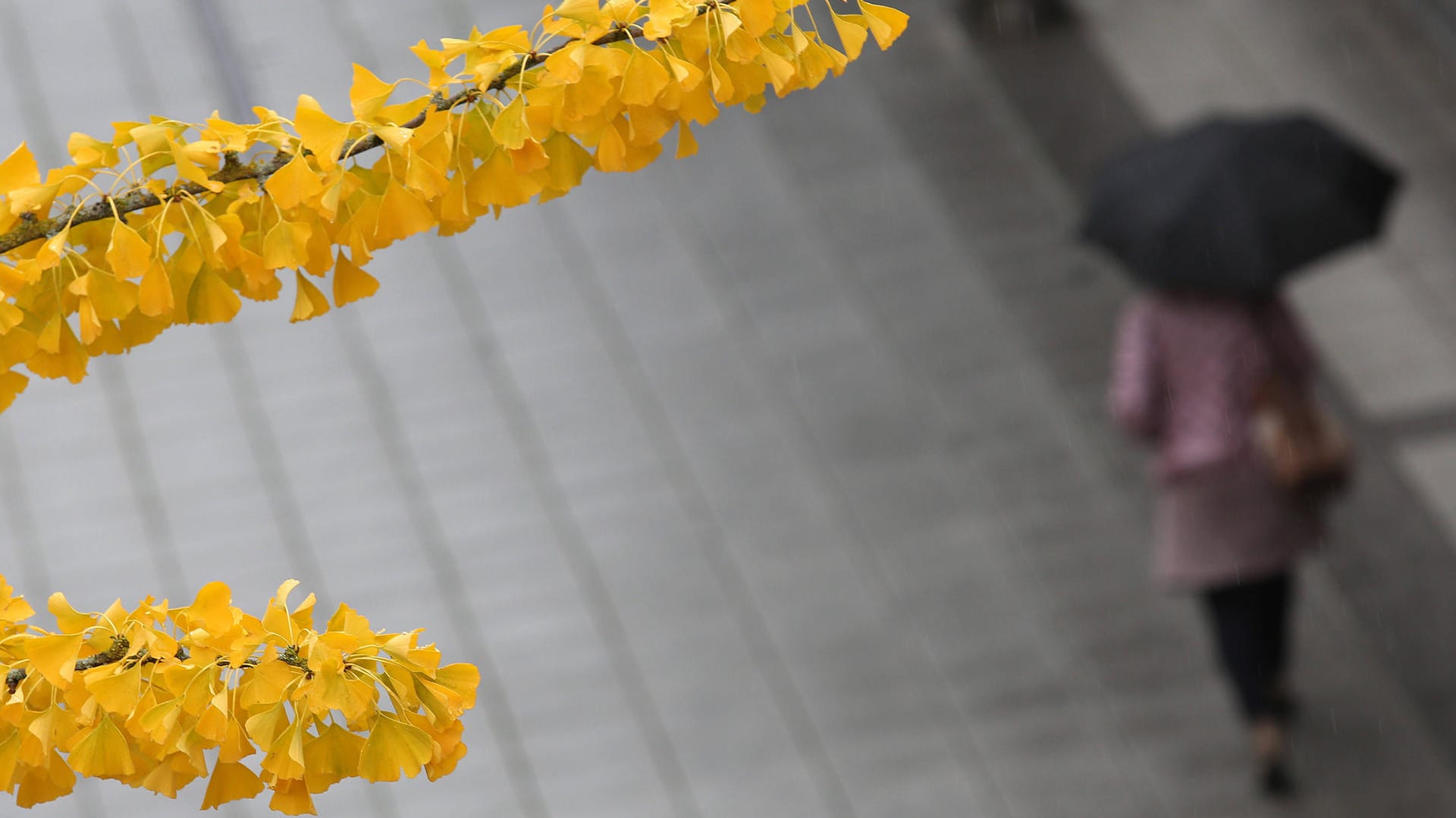 Nass, kühl und regnerisch: So zeigt sich der Herbst zurzeit. Nass, kühl und regnerisch: So zeigt sich der Herbst zurzeit.