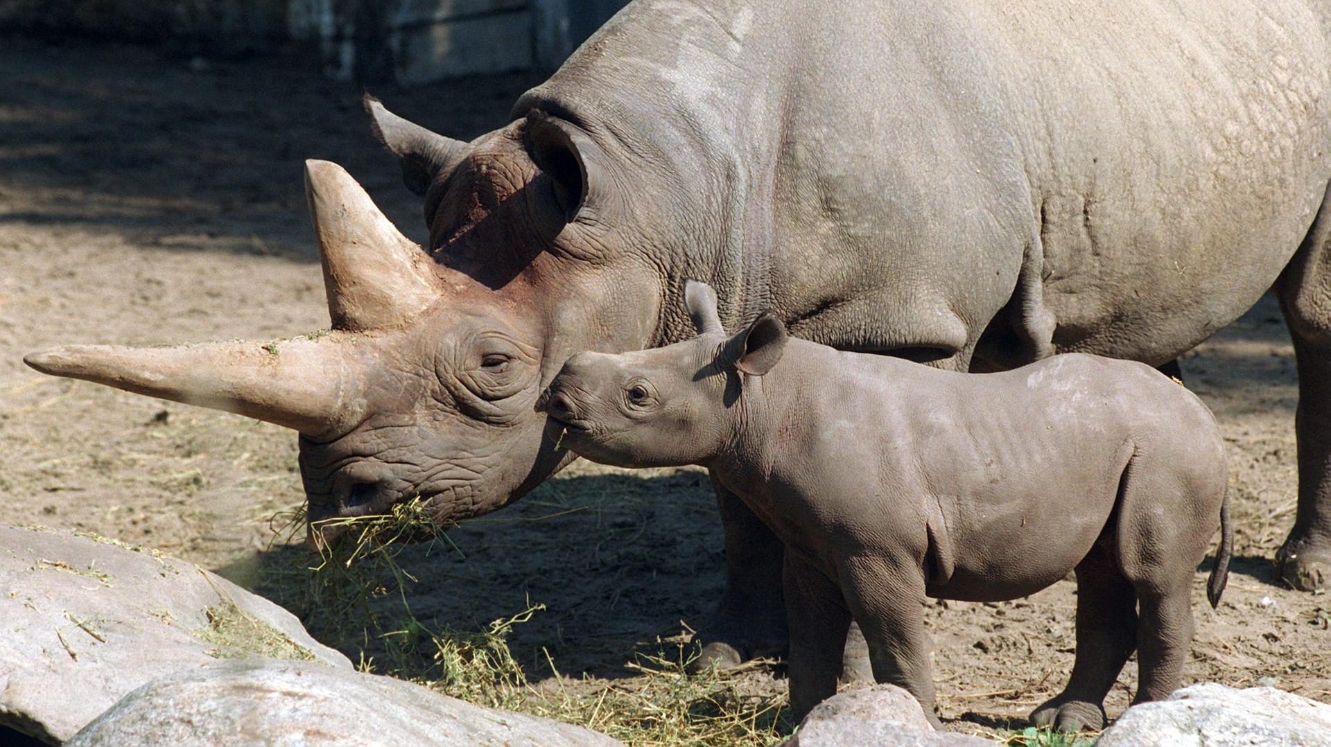 Nashorn-Mama Kilaguni bekommt von ihrem Baby Sukari einen Kuss: Kilaguni ist im Alter von 46 Jahren eingeschläfert worden. Nashorn-Mama Kilaguni bekommt von ihrem Baby Sukari einen Kuss: Kilaguni ist im Alter von 46 Jahren eingeschläfert worden.