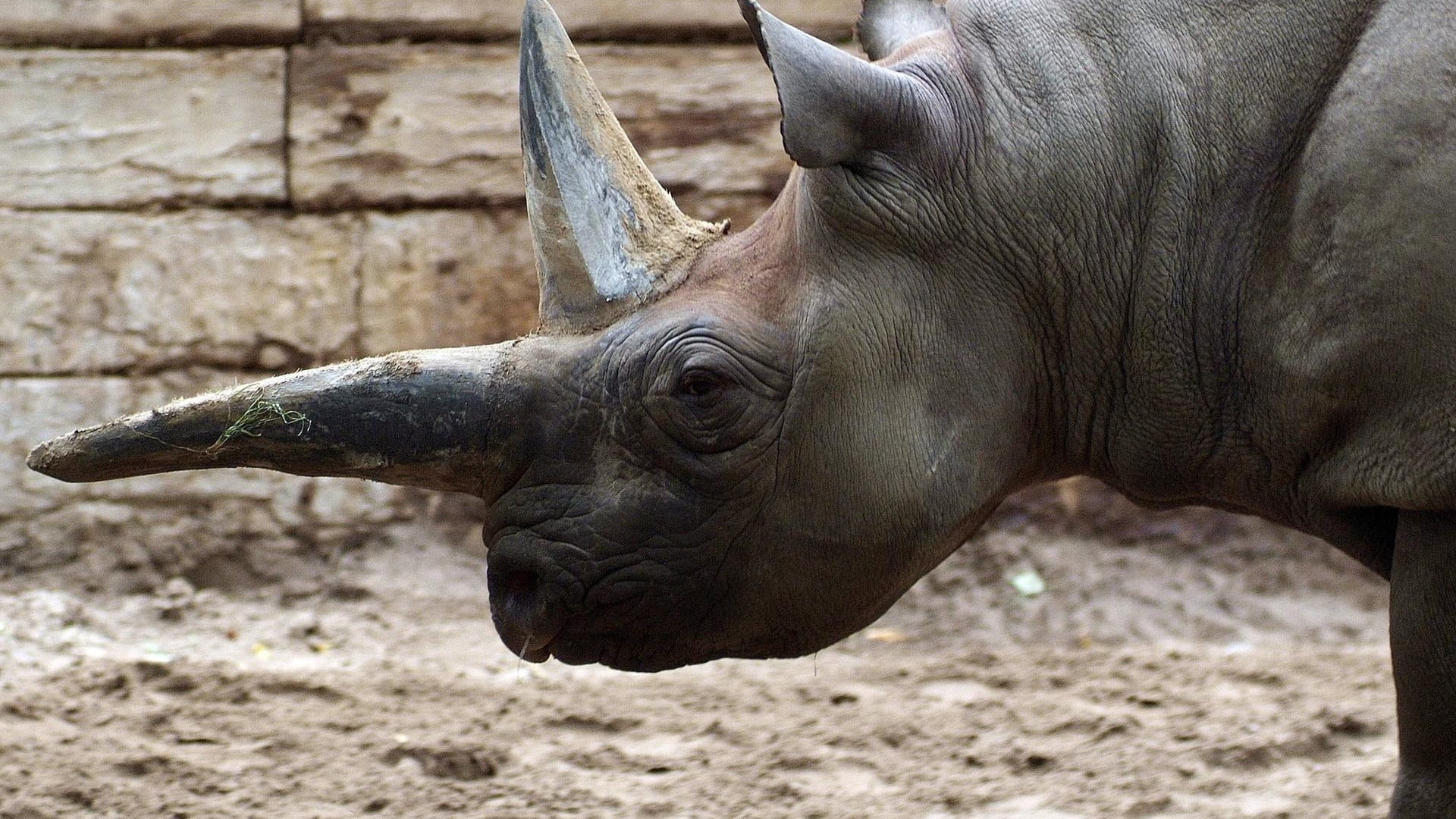Kilaguni: Die verstorbene Nashorn-Dame war für die besondere Form ihres Hornes bekannt.