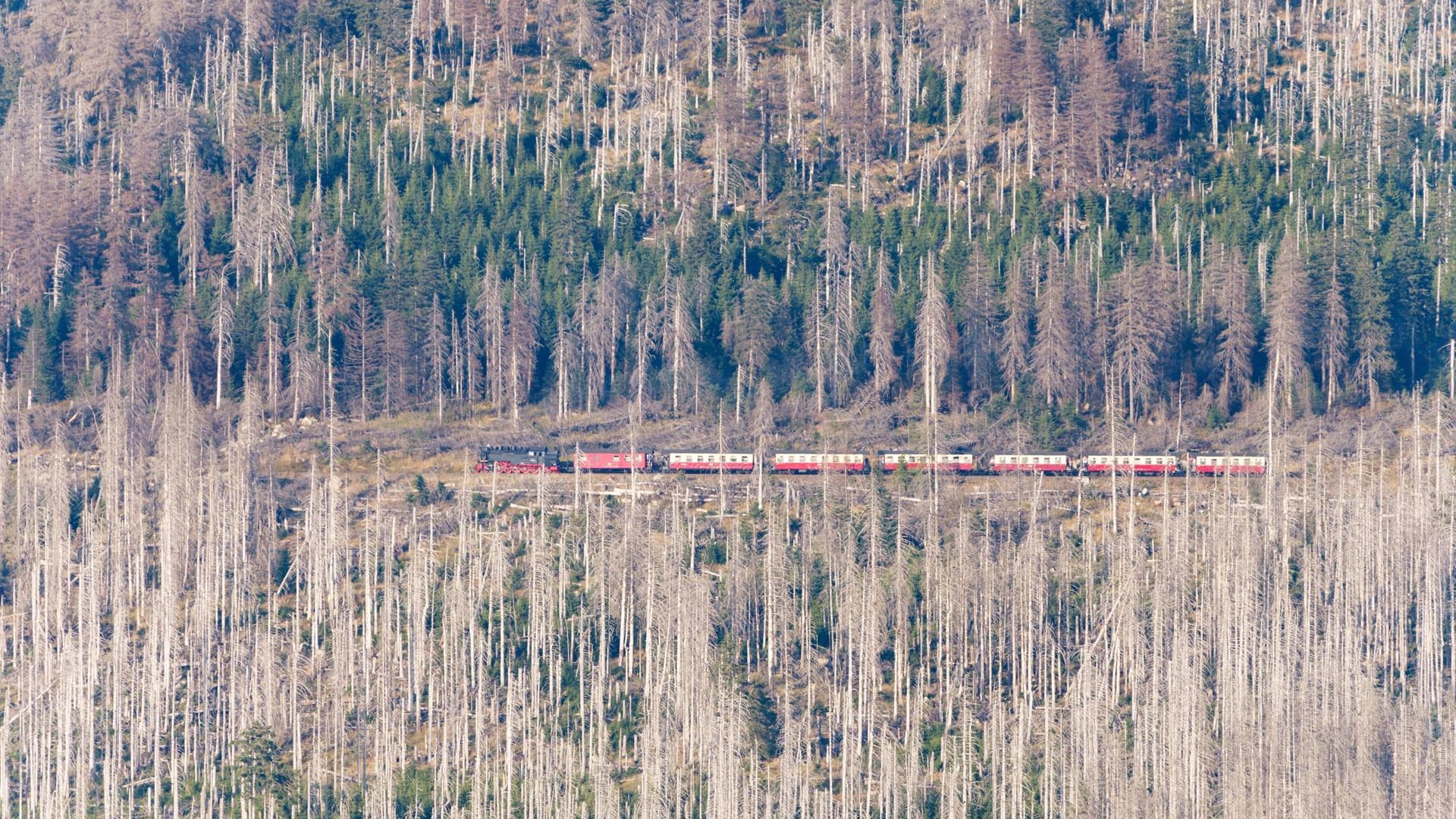 Waldsterben in Deutschland: Die Bäume sind wegen Stürmen, Trockenheit und Borkenkäfern großflächig geschädigt.