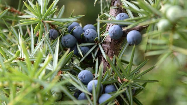 Die weiblichen Früchte des Wacholders sind Zapfen, deren fleischige Schuppen verwachsen sind.