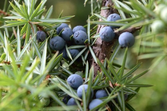 Die weiblichen Früchte des Wacholders sind Zapfen, deren fleischige Schuppen verwachsen sind.