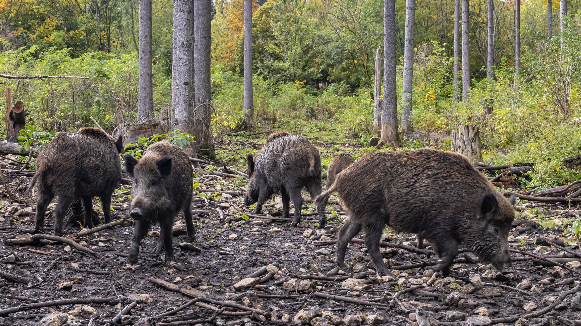 Warendorf NRW: Eine Gruppe Wildschweine passierte die Straße und wurde von einem Polizeiwagen erfasst.