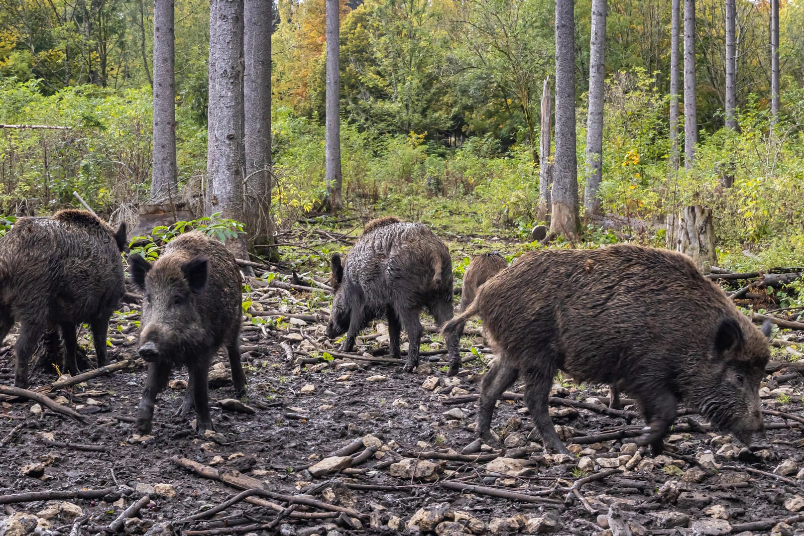 Warendorf NRW: Eine Gruppe Wildschweine passierte die Straße und wurde von einem Polizeiwagen erfasst.