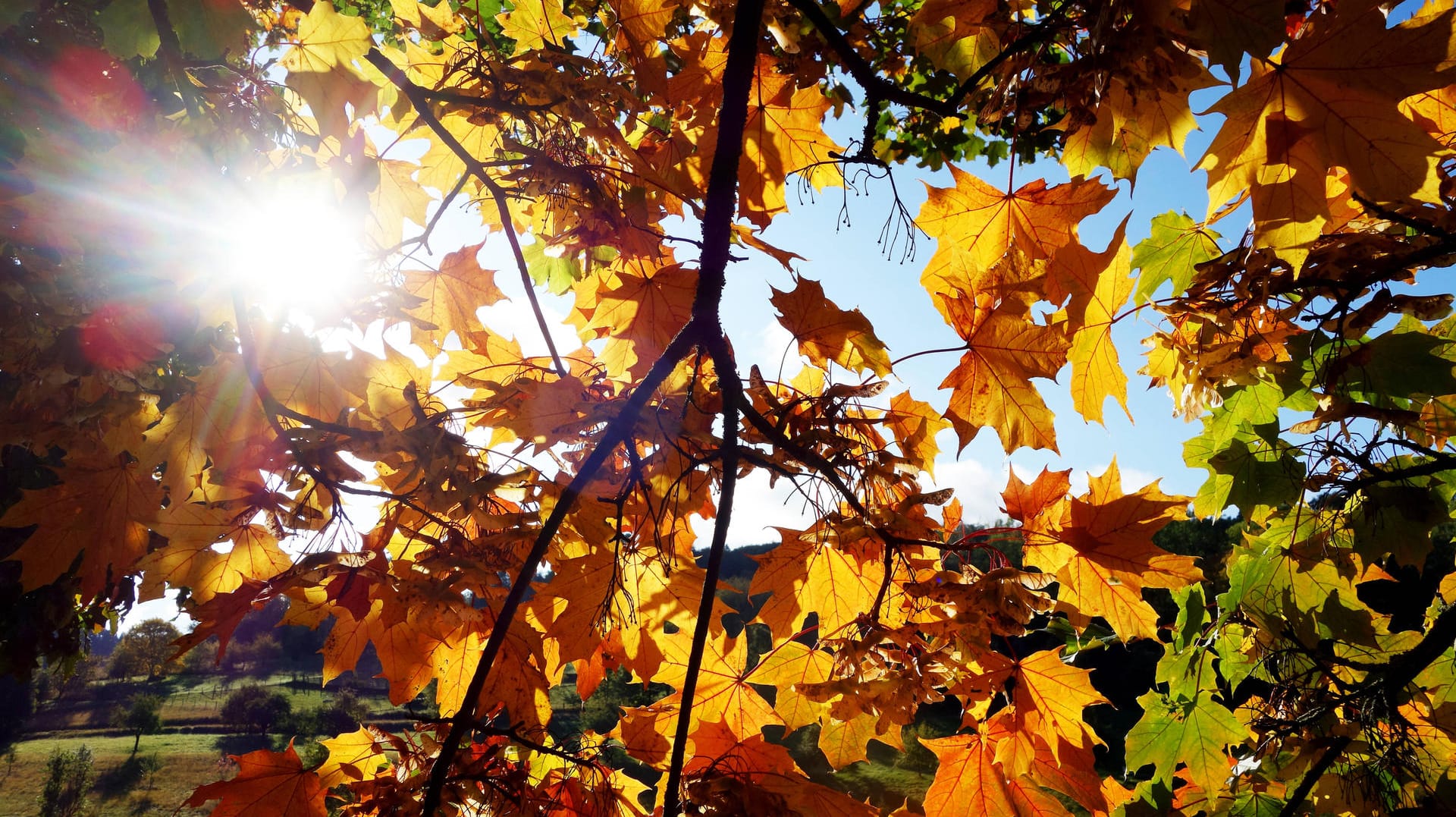 Blätter in herbsttypischen Farben: Das Wochenende wird vielerorts in Deutschland freundlich. Der Wochenbeginn wird dann ungemütlicher.