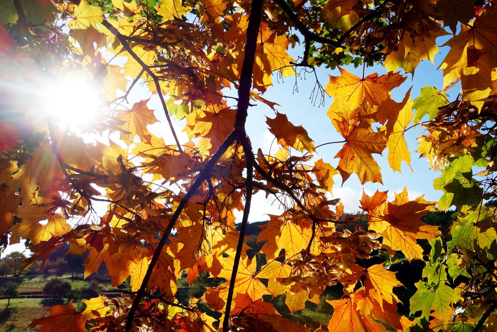 Blätter in herbsttypischen Farben: Das Wochenende wird vielerorts in Deutschland freundlich. Der Wochenbeginn wird dann ungemütlicher.