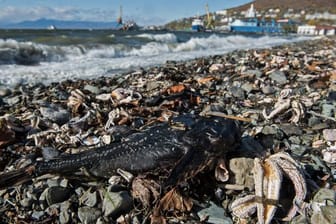 Ein toter Fisch am Strand von Khalaktyr auf der Halbinsel Kamtschatka zwischen verendeten Seesternen.