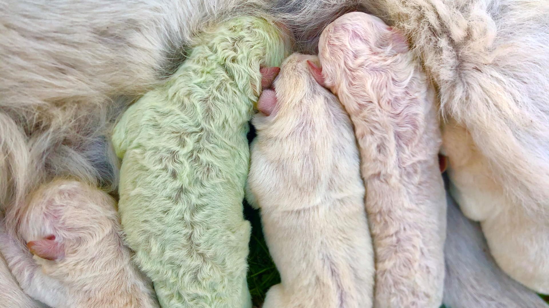 Pistachio: So heißt der Hund mit grüner Fellfarbe, der seit seiner Geburt auf Sardinien entzückt. Pistachio: So heißt der Hund mit grüner Fellfarbe, der seit seiner Geburt auf Sardinien entzückt.