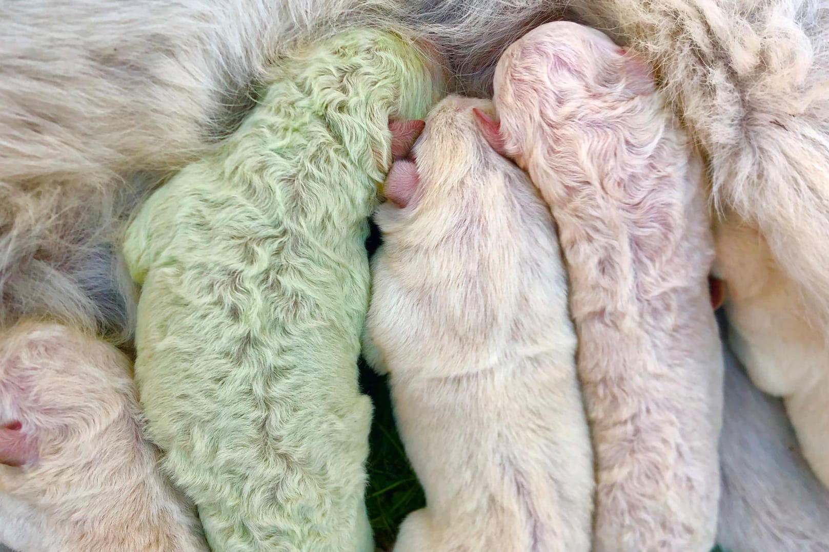Pistachio: So heißt der Hund mit grüner Fellfarbe, der seit seiner Geburt auf Sardinien entzückt.