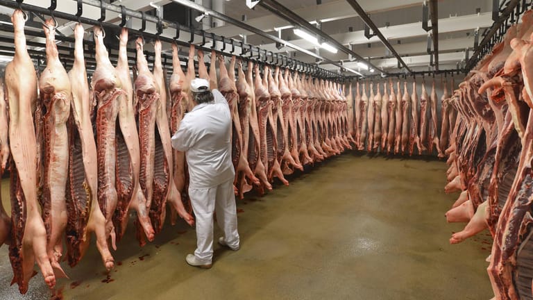 Schweinehälften in einem Schlachthof (Symbolfoto): In den Fleischfabriken läuft etwas grundlegend schief, kritisiert SPD-Fraktionsvize Katja Mast.