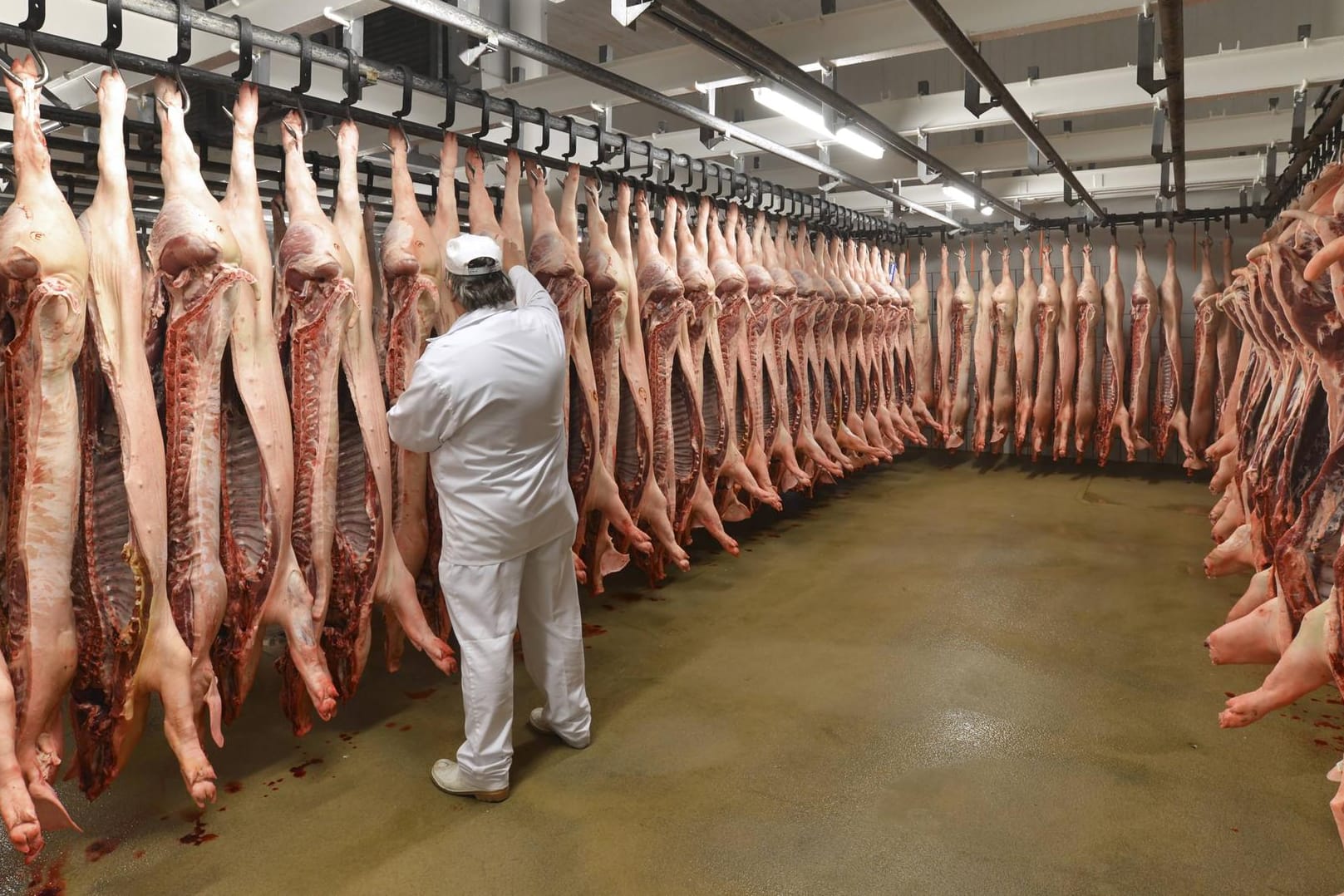 Schweinehälften in einem Schlachthof (Symbolfoto): In den Fleischfabriken läuft etwas grundlegend schief, kritisiert SPD-Fraktionsvize Katja Mast.