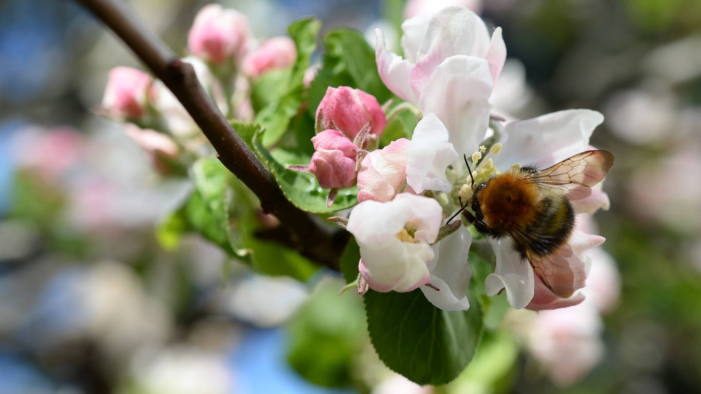 Apfelbaumblüte mit einer Hummel: Insekten sind unerlässlich beispielsweise in der Landwirtschaft.