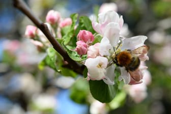 Apfelbaumblüte mit einer Hummel: Insekten sind unerlässlich beispielsweise in der Landwirtschaft.