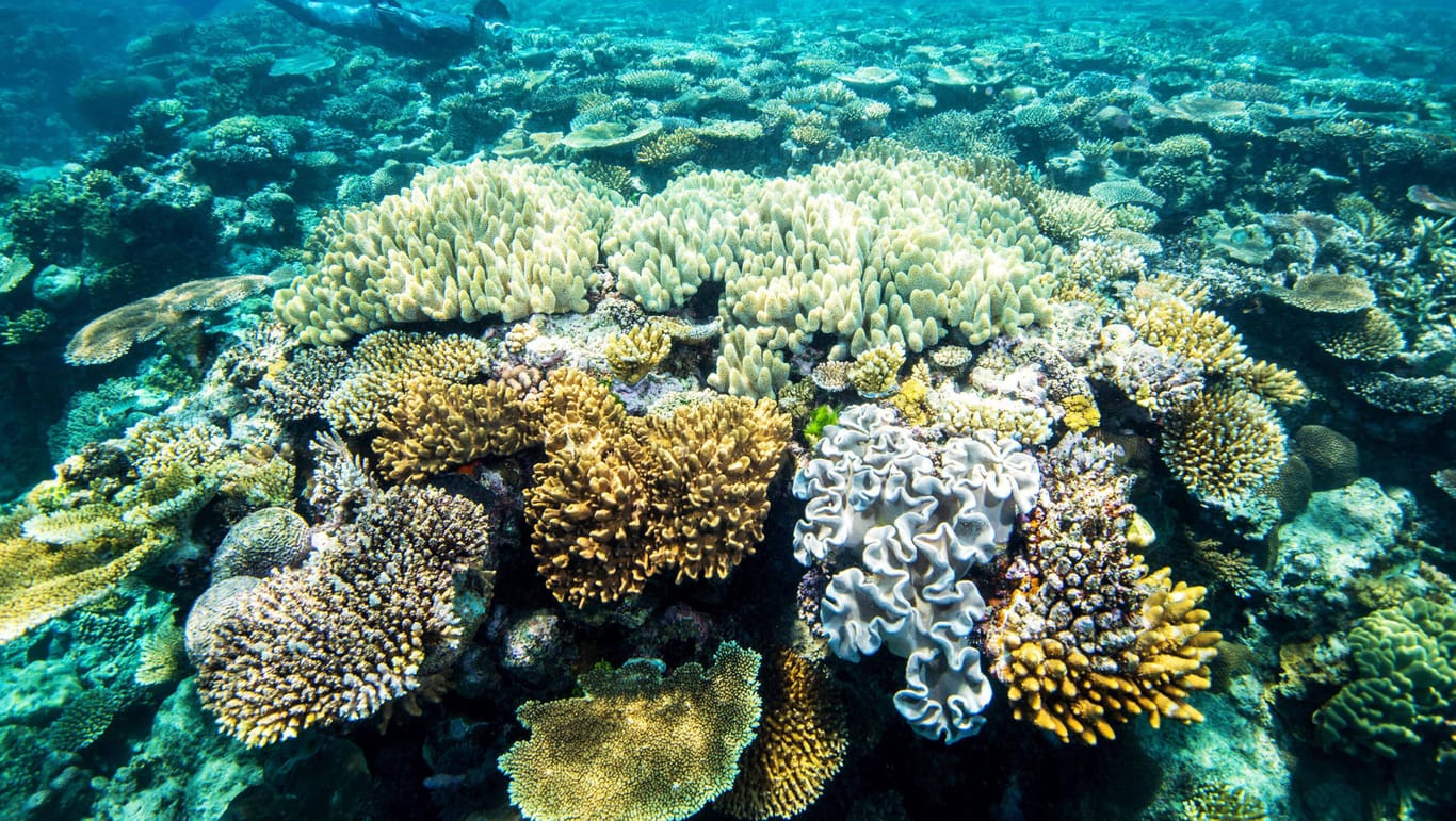Great Barrier Reef: Forscher haben nun ein neues Korallenriff, das über 500 Meter hoch ist, entdeckt.
