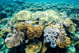 Great Barrier Reef: Forscher haben nun ein neues Korallenriff, das über 500 Meter hoch ist, entdeckt.