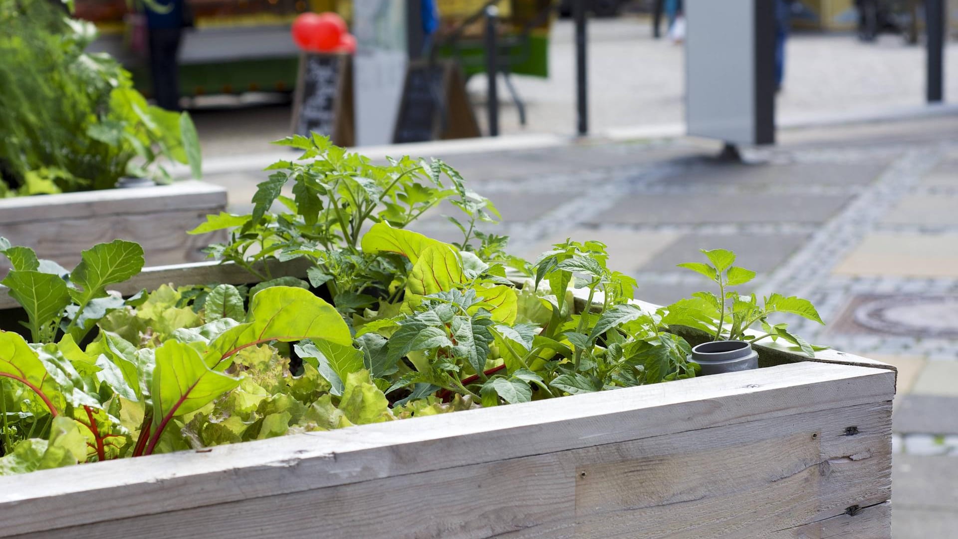 Hochbeet in der Fußgängerzone (Symbolbild): In Bonn sollen Bürger als Vorbild für andere beim Thema Klimaschutz dienen. Hochbeet in der Fußgängerzone (Symbolbild): In Bonn sollen Bürger als Vorbild für andere beim Thema Klimaschutz dienen.