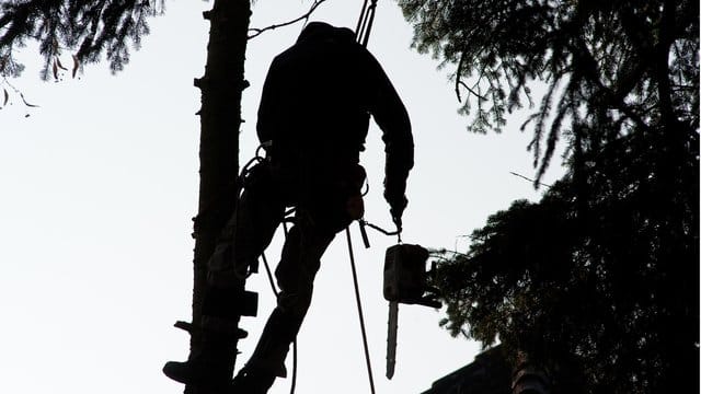 Wenn auf dem Grundstück Bäume gefällt werden müssen, sind das für den Eigentümer des Hauses in der Regel einmalige Ausgaben.