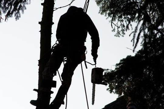 Wenn auf dem Grundstück Bäume gefällt werden müssen, sind das für den Eigentümer des Hauses in der Regel einmalige Ausgaben.