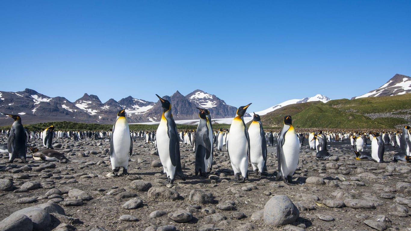 Eine Pinguin-Population in der Antarktis.