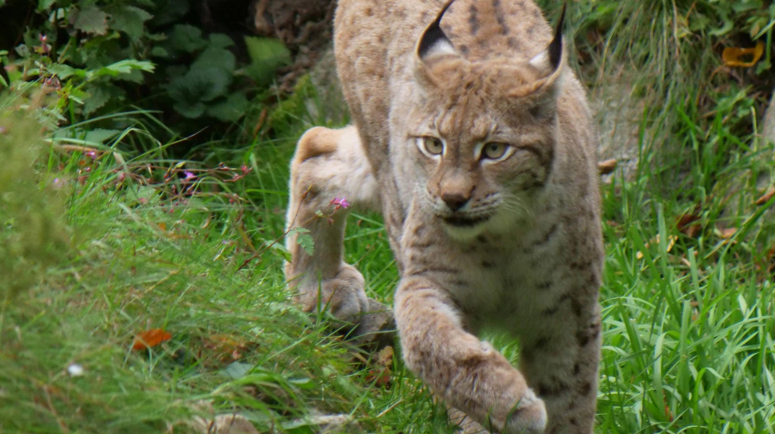 Ein Luchs im Wald: Eines der Raubtiere wurde in Goslar gesichtet. (Symbolbild)