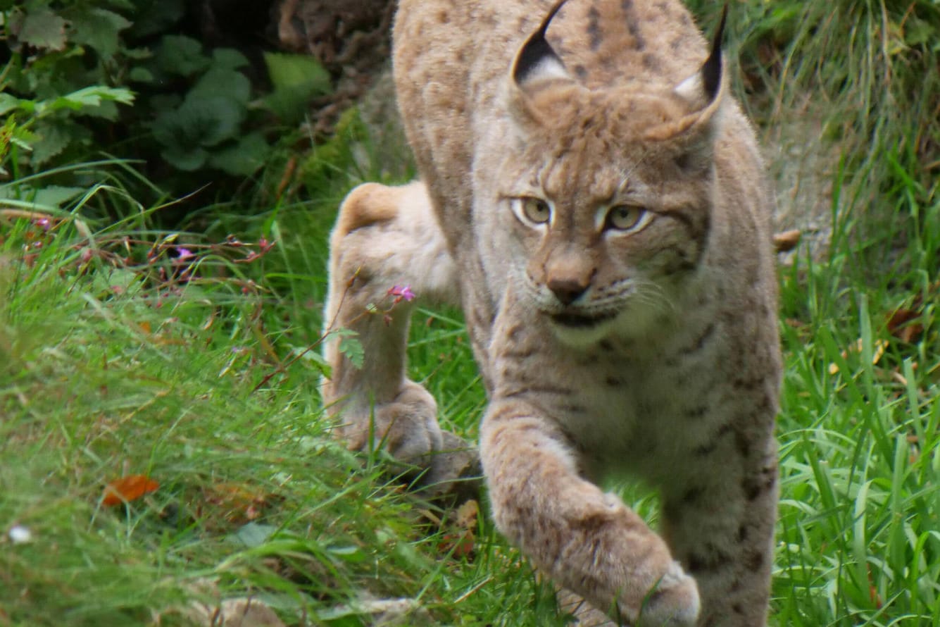 Ein Luchs im Wald: Eines der Raubtiere wurde in Goslar gesichtet. (Symbolbild)