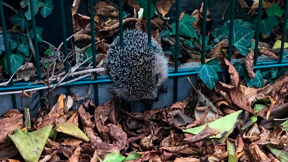 Ein Igel steckt in einem Gartenzaun in Dortmund fest: Feuerwehrleute haben das Tier befreit. Ein Igel steckt in einem Gartenzaun in Dortmund fest: Feuerwehrleute haben das Tier befreit.