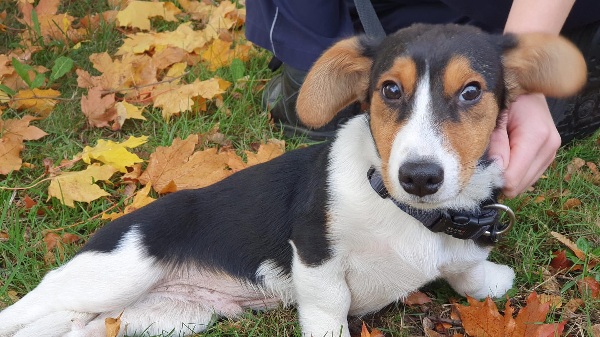 Hundewelpe "Paul": Nach einem Unfall rannte er panisch auf die Autobahn. Hundewelpe "Paul": Nach einem Unfall rannte er panisch auf die Autobahn.