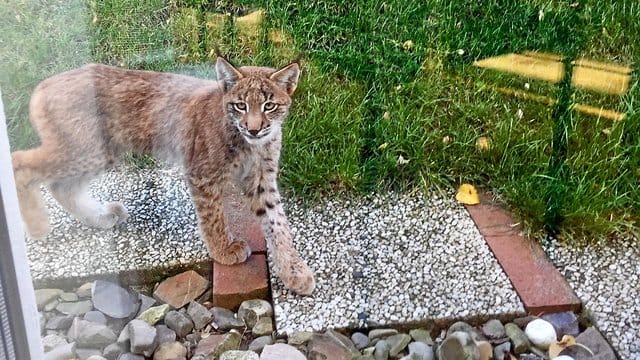 Der Luchs läuft durch einen Vorgarten in Goslar und blickt durch das Fenster einer Terrassentür. Der Luchs läuft durch einen Vorgarten in Goslar und blickt durch das Fenster einer Terrassentür.