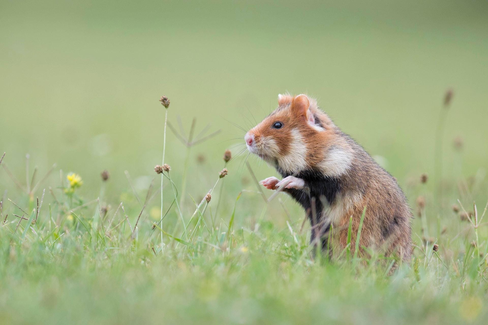 Feldhamster in freier Wildbahn: Die Tiere sind sehr selten geworden, in der neuen Leipziger Zuchtstation sollen die sich erfolgreich fortpflanzen.