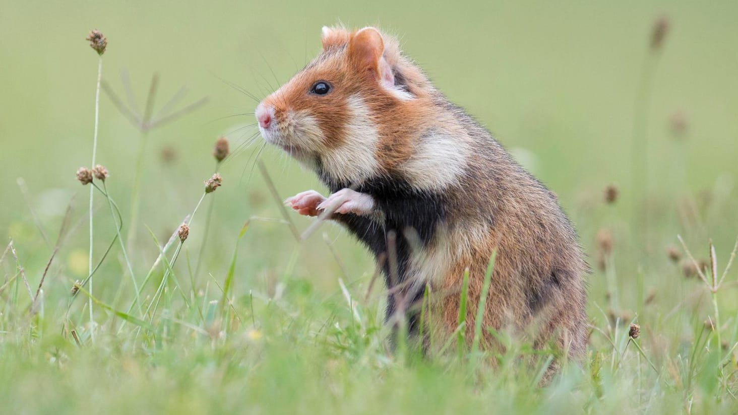 Feldhamster in freier Wildbahn: Die Tiere sind sehr selten geworden, in der neuen Leipziger Zuchtstation sollen die sich erfolgreich fortpflanzen.