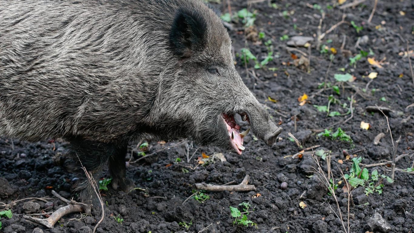 Brandenburg: Im Bundesland hat es nun 103 bestätigte Schweinepestfälle gegeben.