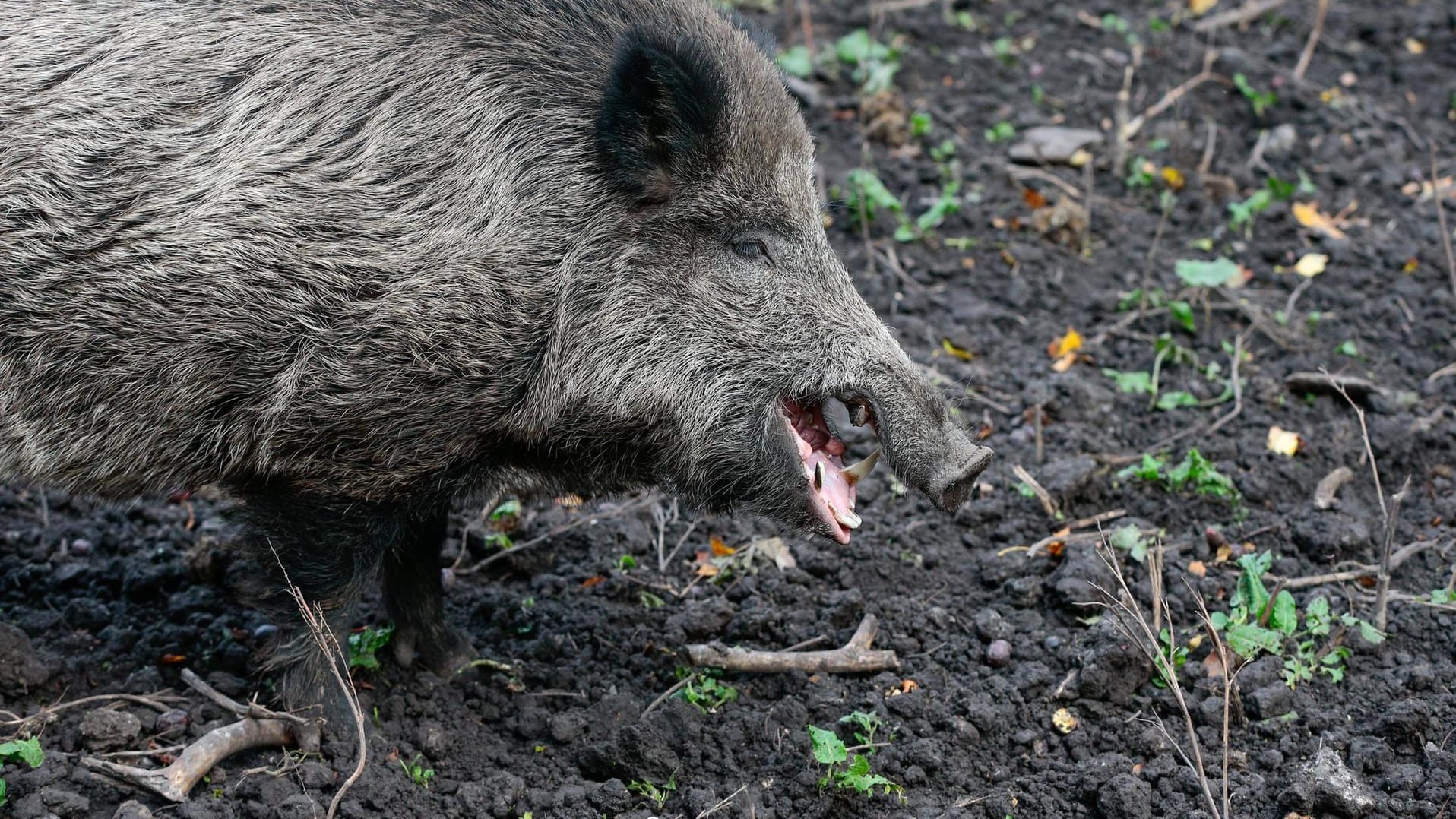Brandenburg: Im Bundesland hat es nun 103 bestätigte Schweinepestfälle gegeben. Brandenburg: Im Bundesland hat es nun 103 bestätigte Schweinepestfälle gegeben.