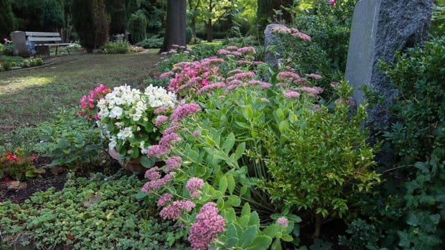 Pflegeleichtes Grab: Sedum-Gewächse sind genügsam und bieten sich daher auch für sonnige und trockene Standorte an.