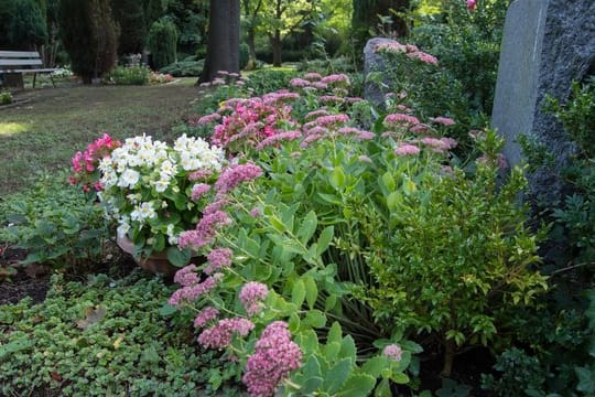 Pflegeleichtes Grab: Sedum-Gewächse sind genügsam und bieten sich daher auch für sonnige und trockene Standorte an.