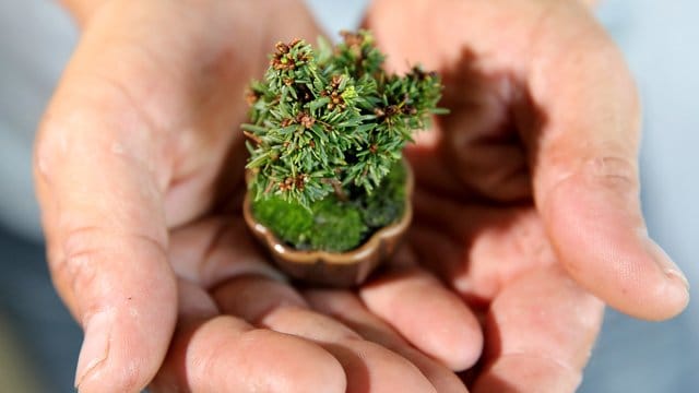 Die Kunst des Bonsai: Das Gehölz soll so aussehen, wie die Miniatur eines ausgewachsenen Baumes in der Natur.