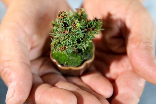 Die Kunst des Bonsai: Das Gehölz soll so aussehen, wie die Miniatur eines ausgewachsenen Baumes in der Natur.