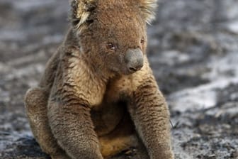 Koalas leiden wegen der Zerstörung ihres Lebensraumes, immer neuen Buschbränden und Hitzewellen unter ständigem Stress.