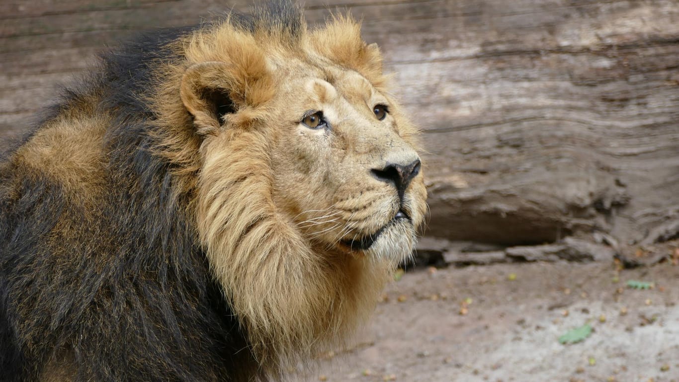 Das Löwenmännchen Subali steht in seinem Gehege: Der möglicherweise nicht zeugungsfähige Löwe bereitet dem Nürnberger Tiergarten Probleme.