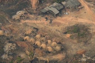 Die Abholzung des Regenwalds könnte die Verbreitung von Pandemien begünstigen.