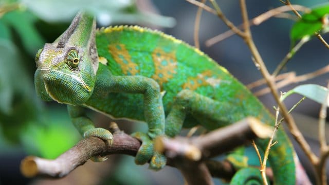 Furcifer voeltzkowi: Die Art lebt womöglich nur während der Regenzeit. (Symbolbild)