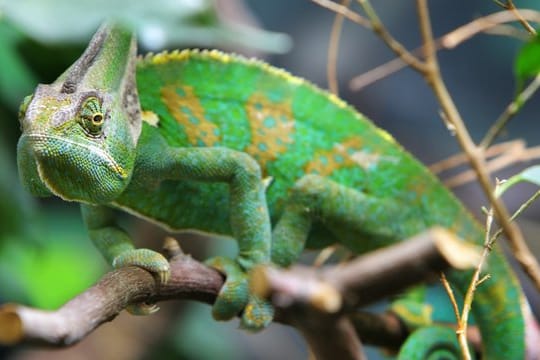 Furcifer voeltzkowi: Die Art lebt womöglich nur während der Regenzeit. (Symbolbild)